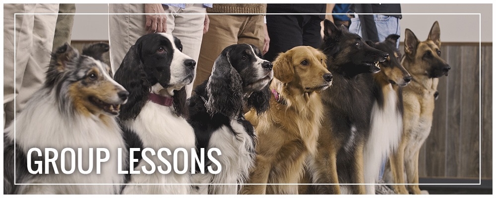 Generation Pets Dog Training