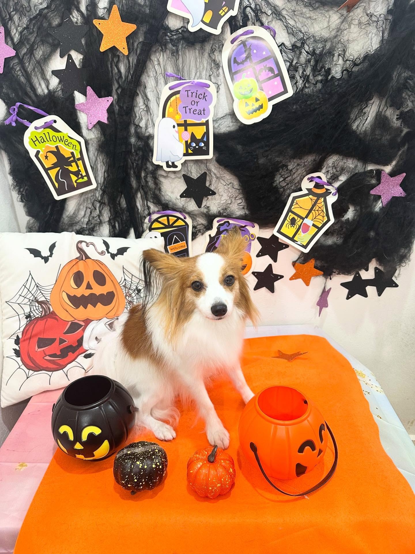 Images ドッグサロン オーフル