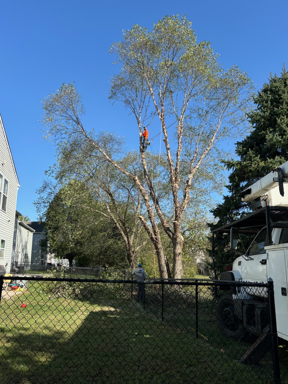 David Tree Service - Tree routine maintenance