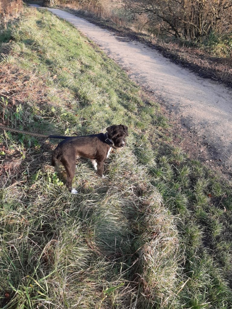 Images Chadderton Dog Walking & Pet Services
