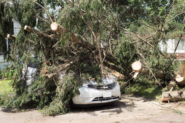 Images Busy Bee Tree Service Fairfax