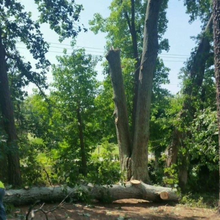 Images J D Mills Expert Tree Service