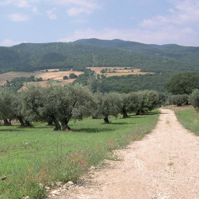 Images Azienda Agricola Fanelli