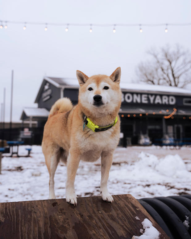 Images The Boneyard Dog Park and Sports Bar