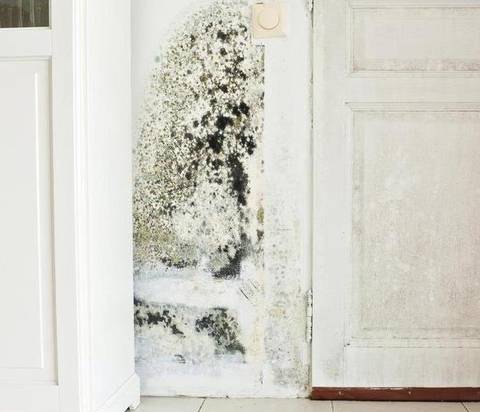 Mold in a kitchen