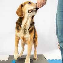 Images Paragon Pups LLC