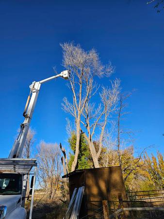 Images H & S Tree Care