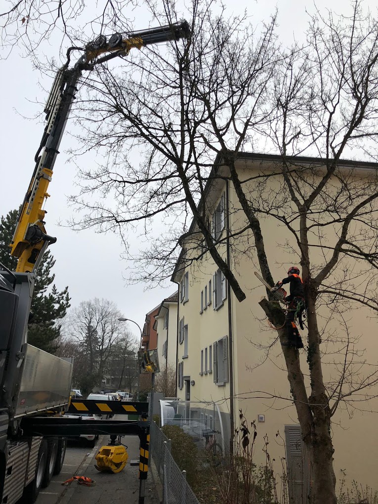 Bilder Tschan Gartenbau & Gartenunterhalt GmbH