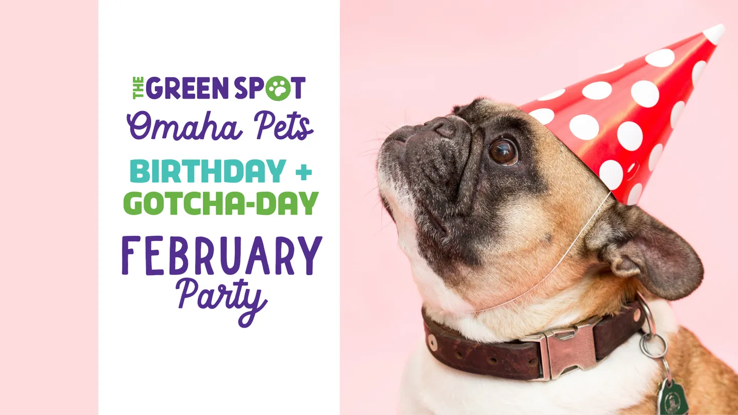 Image of Local Pet Event The Green Spot’s February Birthday Bash for Pets Nearby