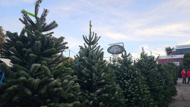 Images Deep Roots Garden Center