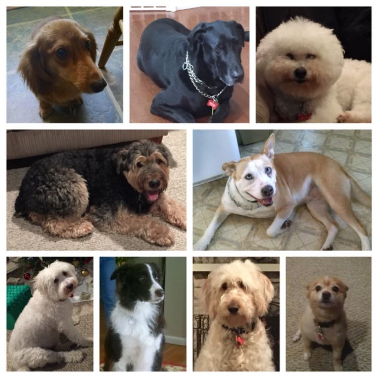 Today on National Love Your Pet Day, we're celebrating all the new #pets we have welcomed into our Pets Are Inn family recently! This isn't all of them, of course, but these are some of the pets we have been lucky to meet (and spoil!) these past couple of months! <3 #PAIpets #dogs #NationalLoveYourPetDay