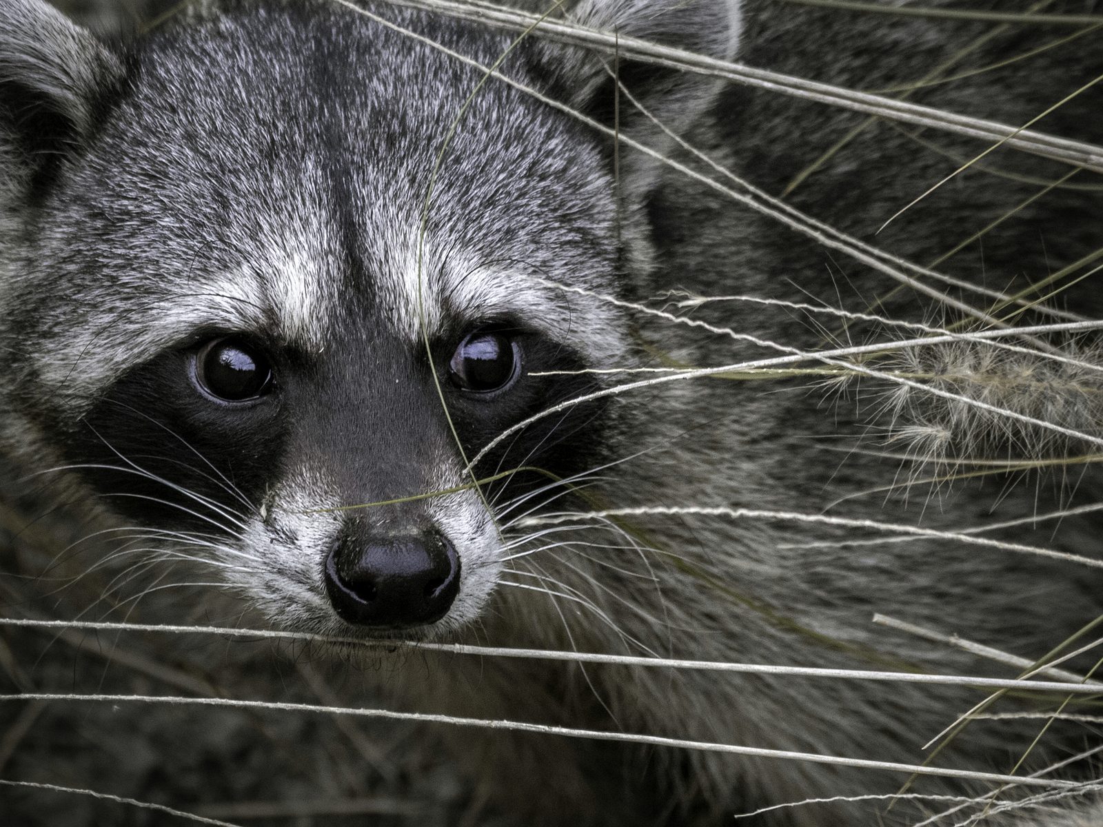 Professional Wildlife Control Company