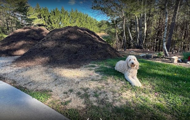 Images Big Woody's Tree Service