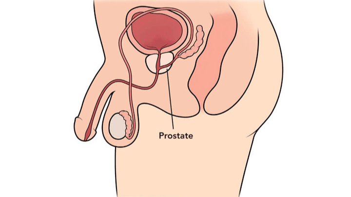Images Dr. Javier Medrano Sánchez