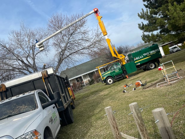 Images Arias Tree Service