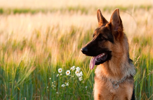 Images RLM Veterinary Services P.C.