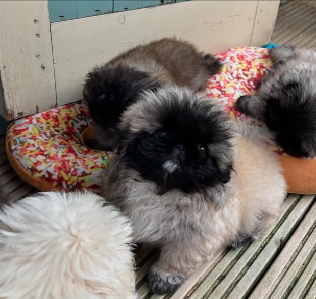 Images Puppies For Sale