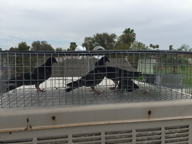 Images Pigeon Control Phoenix
