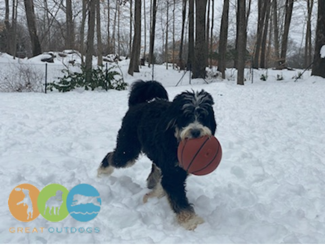 Images Great Outdogs