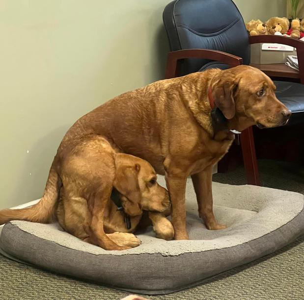 Images Anne Lintz - State Farm Insurance Agent