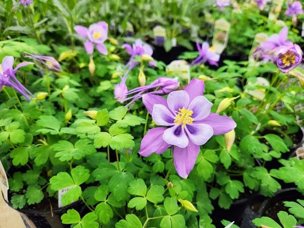 Images Cox's Plant Farm