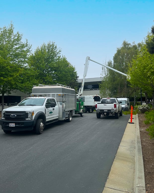 Images La Sirenita Tree Service