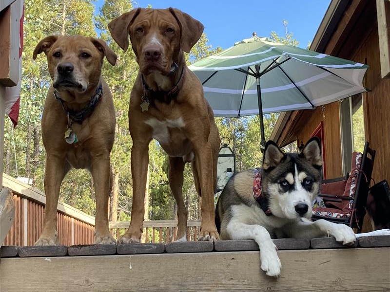 Dogs waiting for Invisible Fence® installation to be finished in Yuma County, Colorado