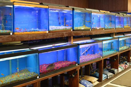 Images Buzz n B's Aquarium & Pet Shop