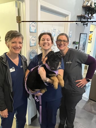 Images VCA Peone Pines Animal Hospital