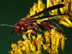 Images Invicta Environmental Pest Defense
