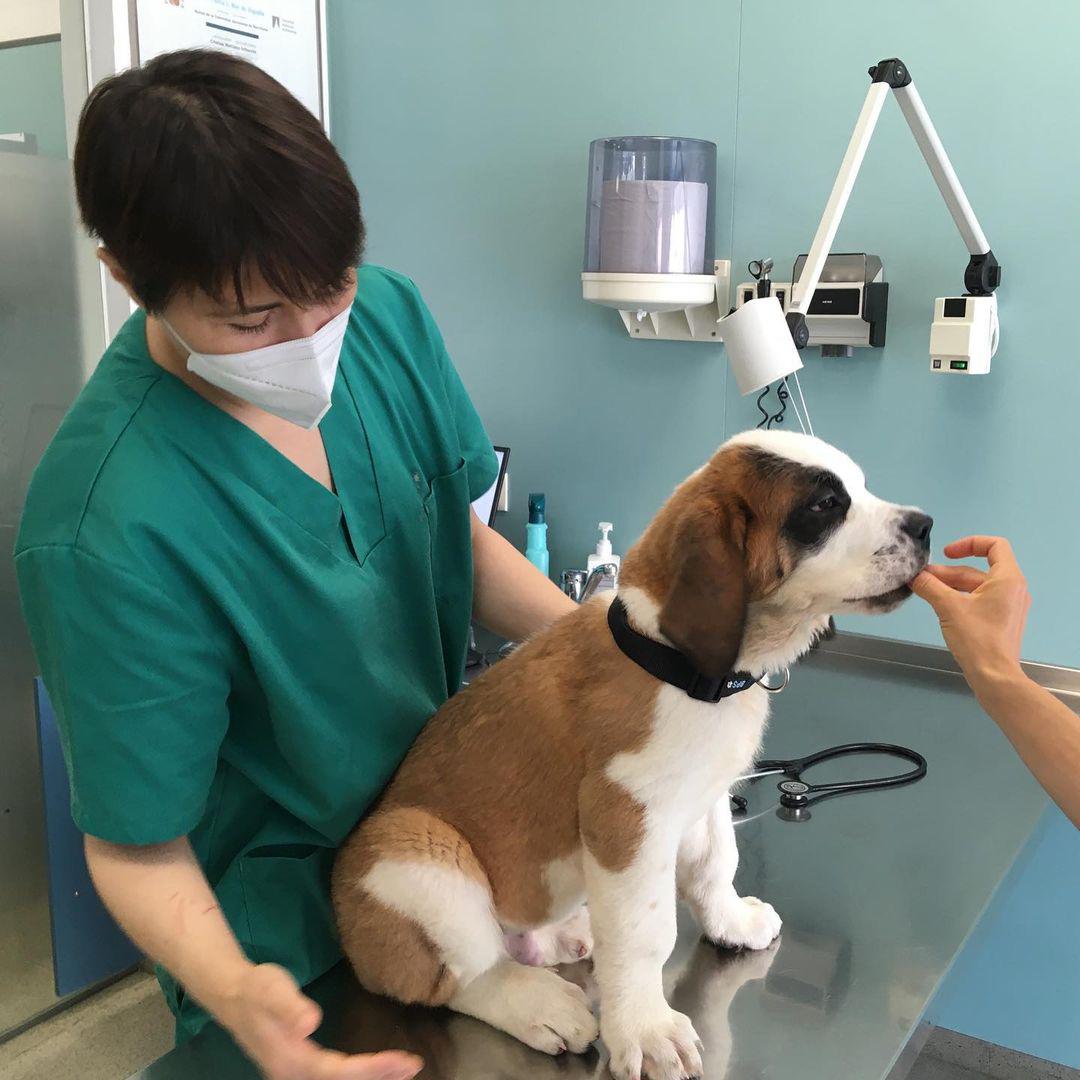 Images Vets Clinica Veterinaria