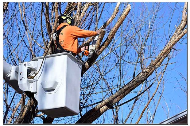 Images Mr. Stump Tree Service