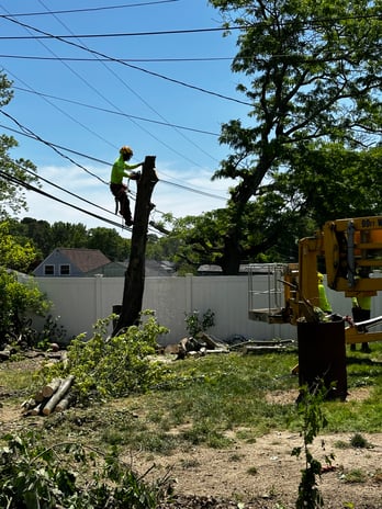 Images Northeast Tree Experts