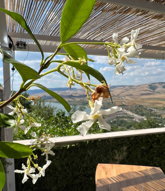 Images Trattoria - Pizzeria Zia Michelina