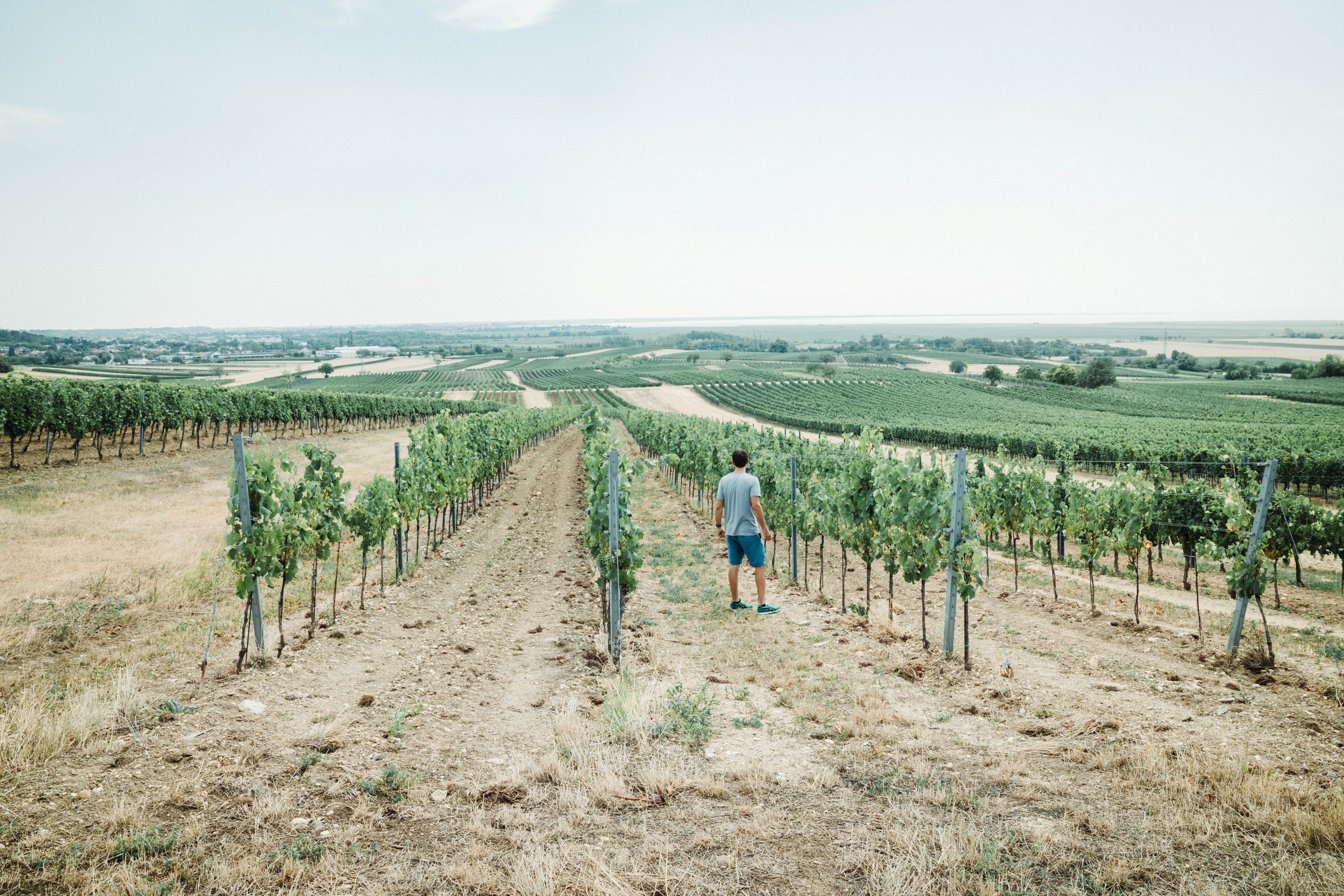 Weingut Christian Haider, Obere Hauptstraße 60-62 in Neusiedl am See