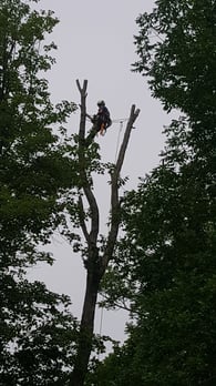 Images Oakes Tree Service & Rubish Removal