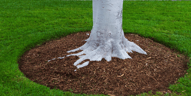 Images Sodfather Sod Services Inc