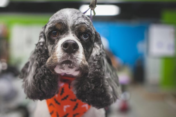 Images Shampooch