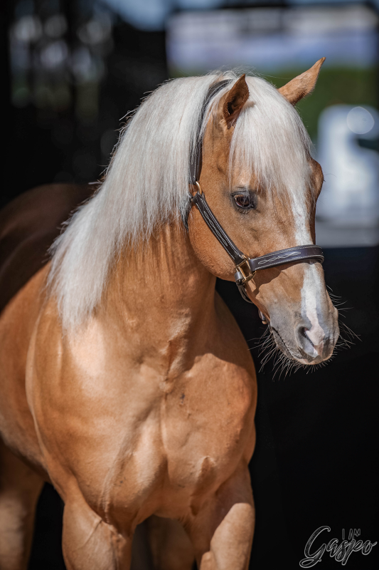 Images Girardi Stable A.S.D.