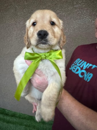 Images Turquoise Trail Retrievers