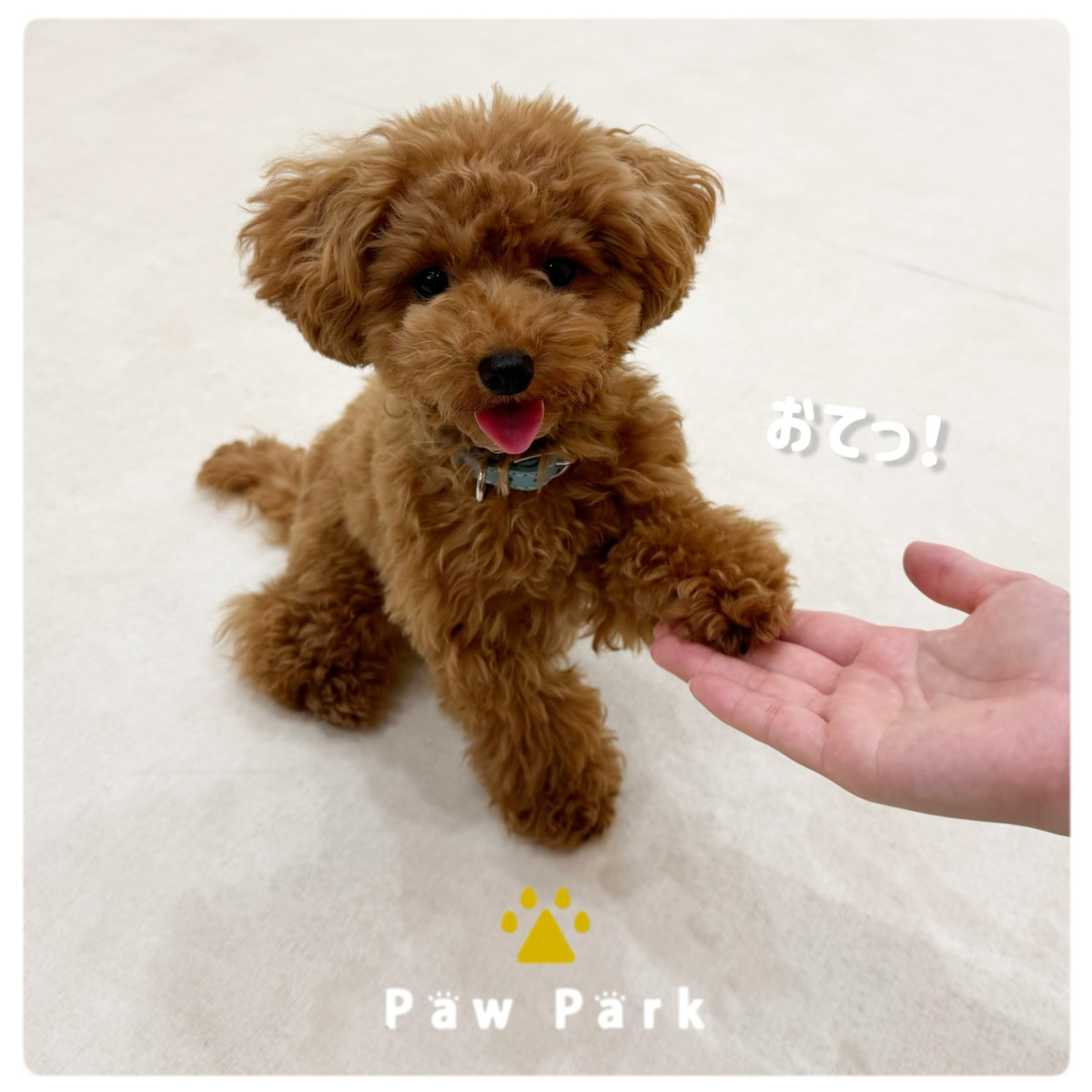 Images PawPark 犬のようちえん 高槻店