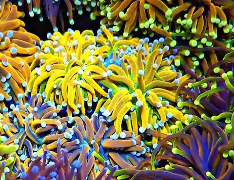 Reef Lounge Aquatics 8