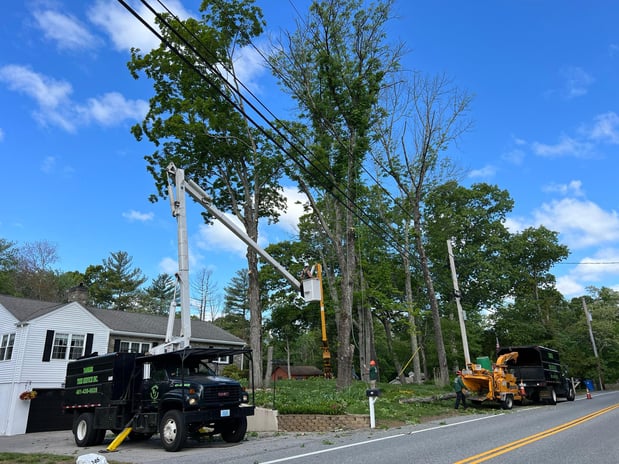 Images Yankee Tree Service