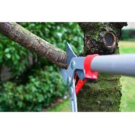 Green Day Pro Tree Service & Landscape, LLC