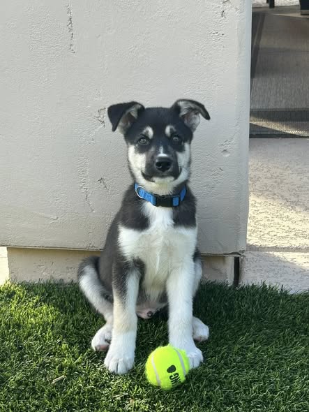 Enzo’s first day at the office.