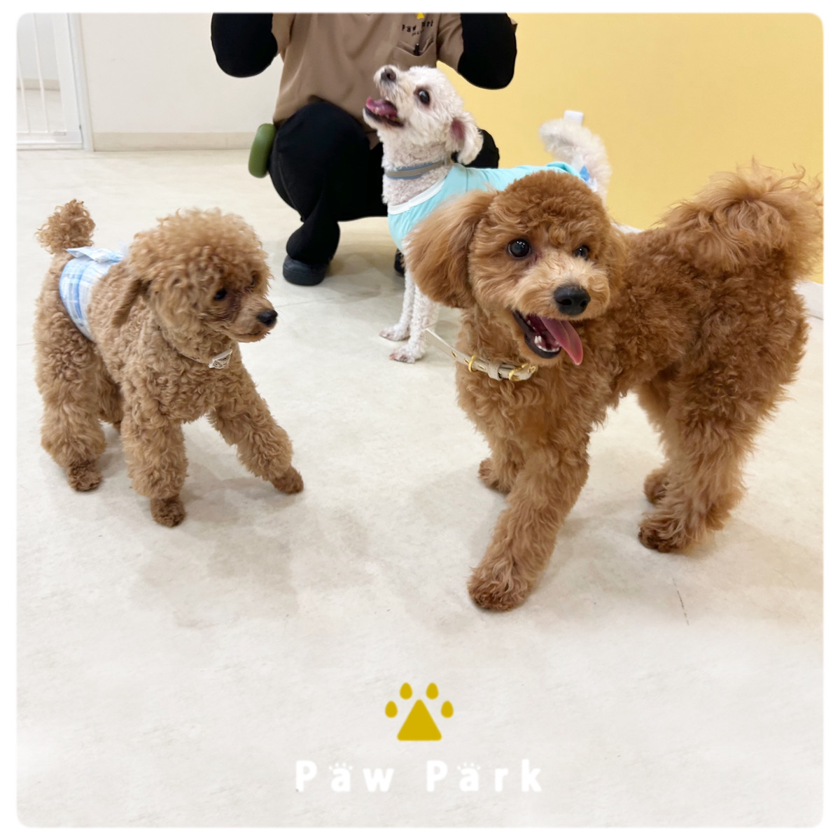 Images PawPark 犬のようちえん 高槻店