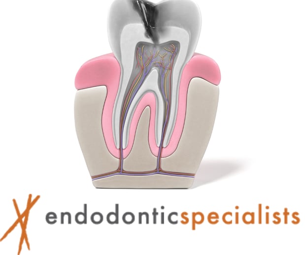 Images Tyler F Baker, DDS MS - Endodontic Specialists