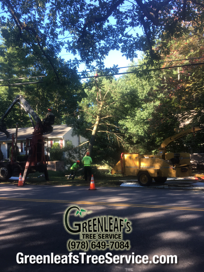 Greenleaf's Tree Service Photo