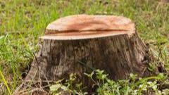 Images Regal Trees Pty Ltd