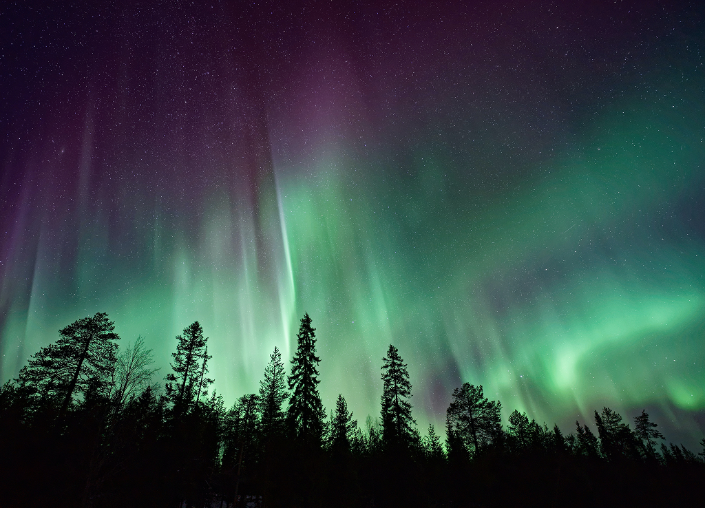 The wavy purples and greens of the aurora borealis above a forest.